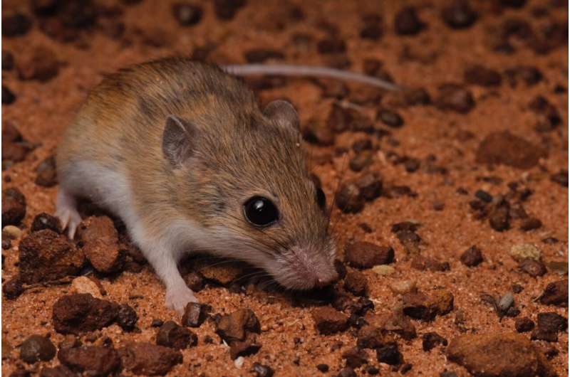 Mice surprise: Australian researchers discover new native species