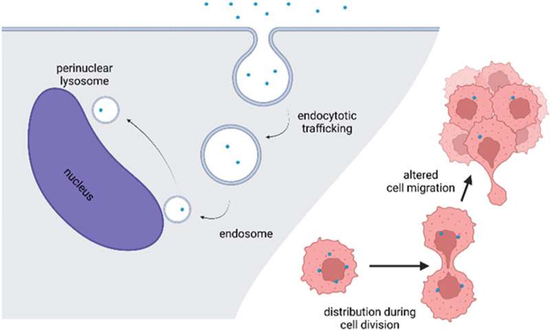 Micro- and nanoplastics in the body are passed on during cell division