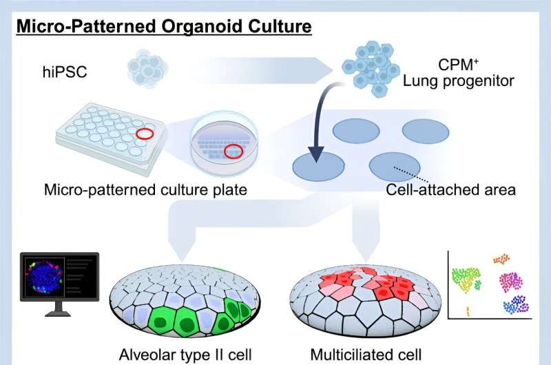 Micro-patterning-a new system to induce alveolar and airway epithelial cells