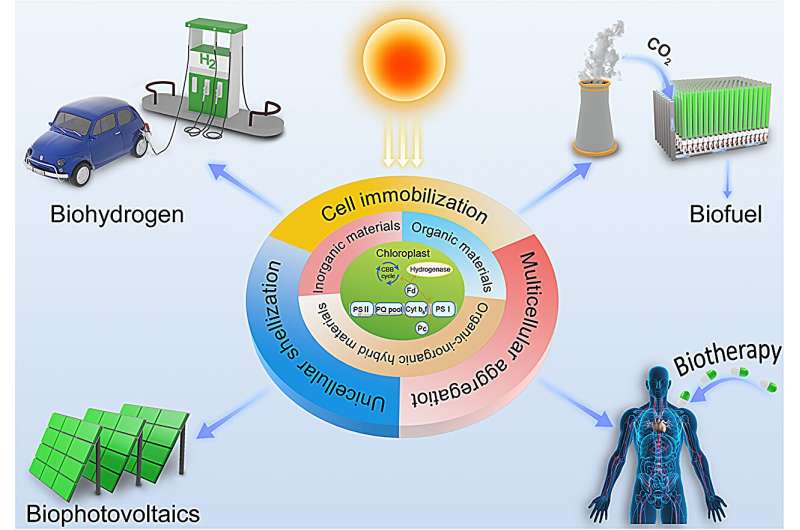 Microalgae–material hybrid promotes carbon neutrality