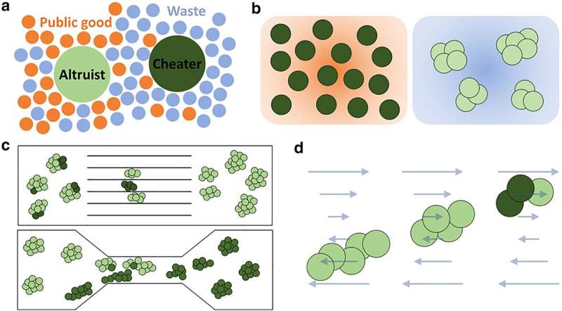 Microfluidic environments alter microbe behaviors, opening potential for engineering social evolution