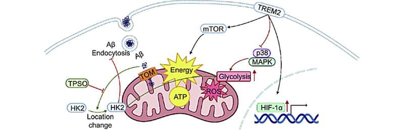 Microglial mitochondria: key players in Alzheimer's Disease progression
