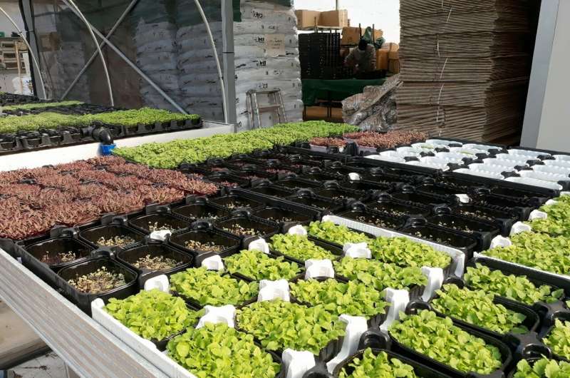 Microgreens made to order: Italian scientists have tailored iodine and potassium content of radishes, peas, rocket and chard