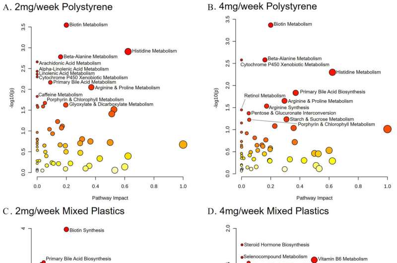 Microplastics find their way from the intestines to other organs, researchers discover
