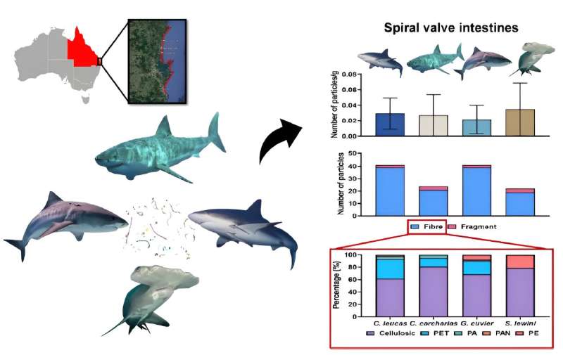 Microplastics present in muscles, intestines of SEQ sharks