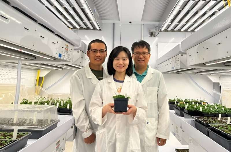 MicroRNA study sets stage for crop improvements