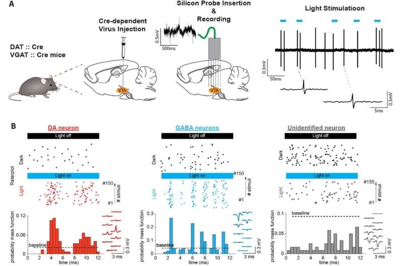 Midbrain dopamine neurons can retain short-term memories, study shows