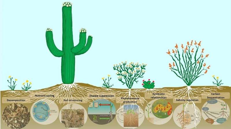 Mighty microbes: soil microorganisms are combating desertification
