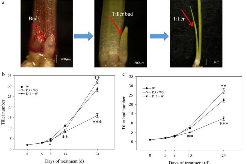 Mild drought preconditioning boosts tiller growth and resilience in perennial ryegrass