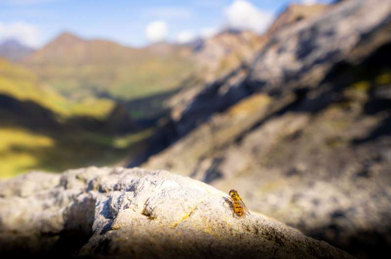 Millions of insects migrate through 30-metre Pyrenees pass