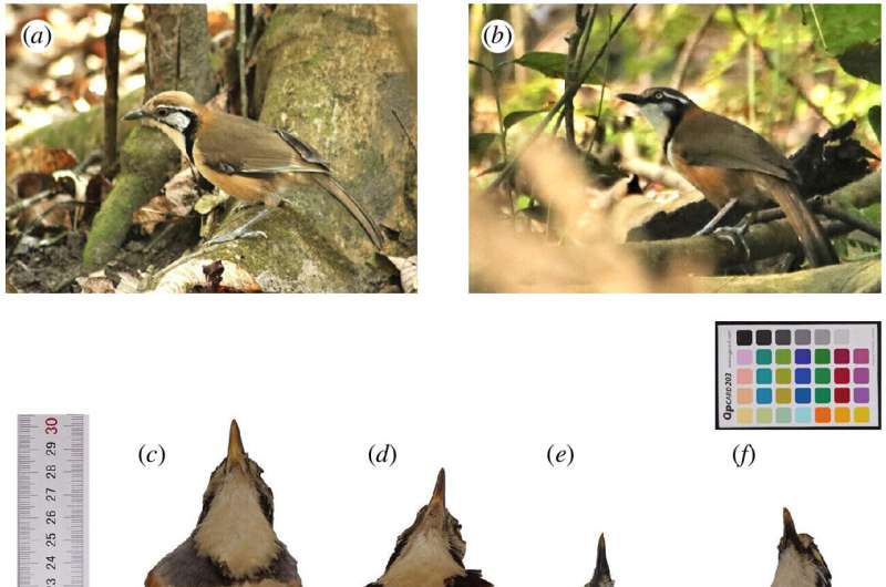 Mimicry in birds reaps benefits from living with another species