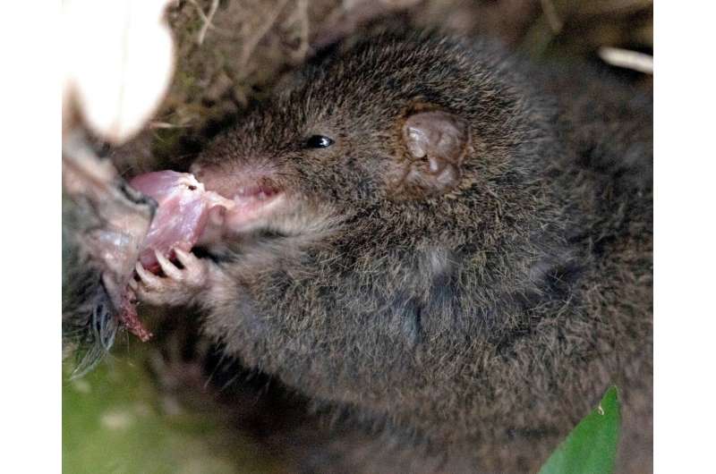 Mini marsupial goes from sex fests to cannibal feasts