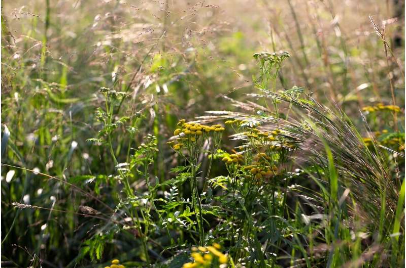 Minnesota's invasive tansy spread impacted by land use