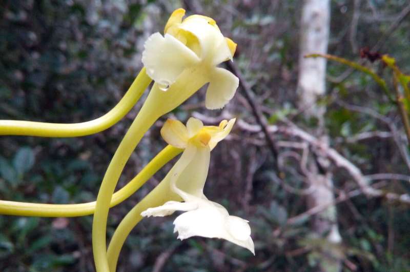 Missouri Botanical Garden scientists describe new orchid species related to famous Darwin's orchid