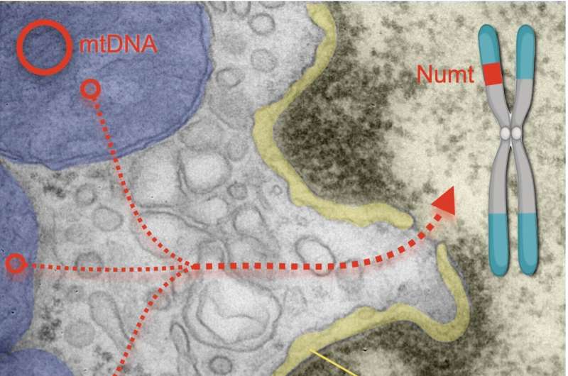 Mitochondria are flinging their DNA into our brain cells