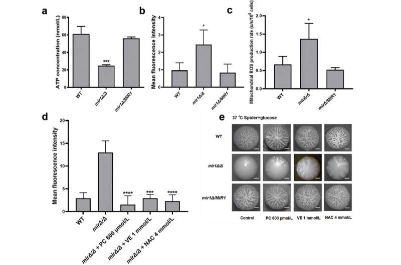Mitochondrial phosphate carrier plays an important role in virulence of Candida albicans