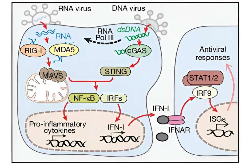 Mitochondrial roles in antiviral immunity modify manifestations of neurological diseases