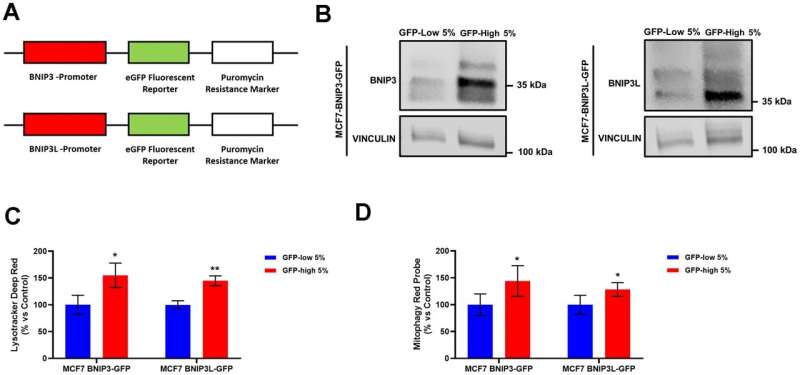 Mitophagy and cancer: BNIP3/BNIP3L's role in stemness, ATP production, proliferation, and cell migration