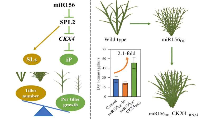 Module regulating culm development changes architecture and improves biomass of switchgrass