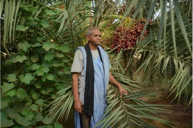 Mohamed Mahmoud Ould Brihm is concerned for his crop of 50 palm trees which have been passed down through generations