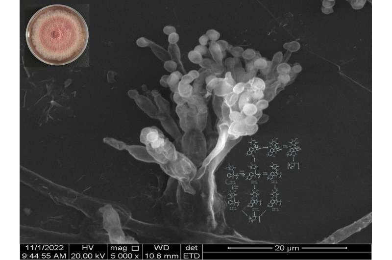 Molecular mechanism of chemical diversity of thermophilic fungus and its ecological and biological functions