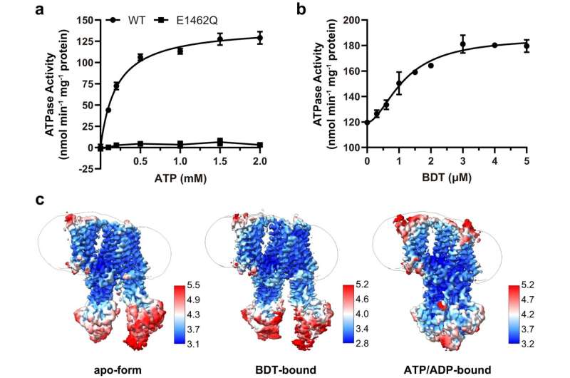 Molecular mechanism of transmembrane bilirubin transport by human ABCC2 transporter revealed
