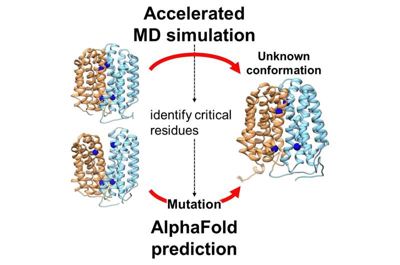 Molecular simulation × AI reveals unresolved structure of transporter protein