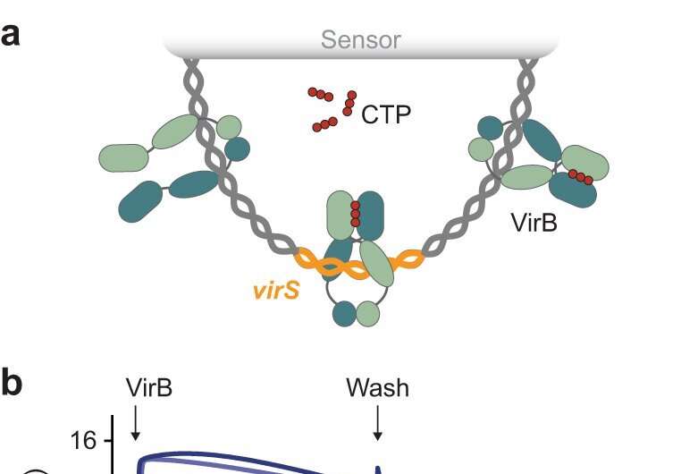 Molecular switch found to play central role in bacterial dysentery