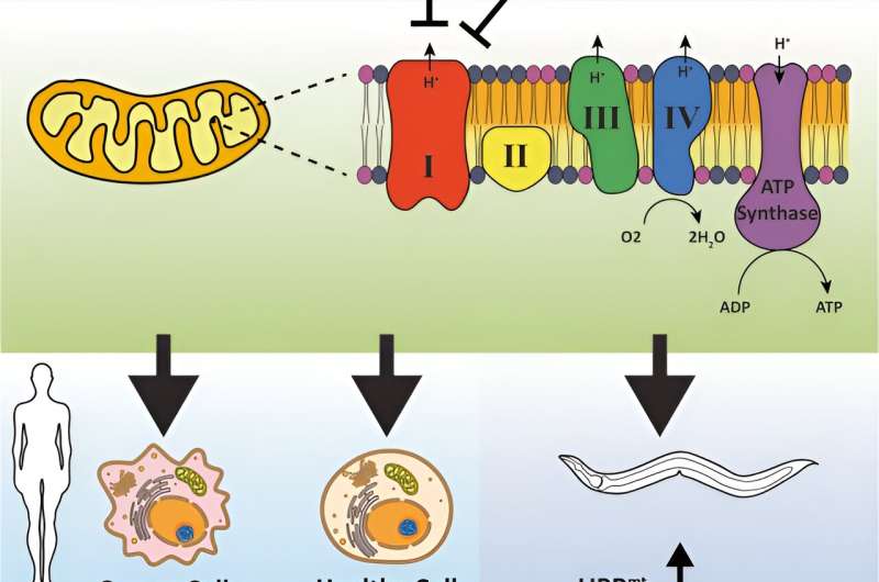 Molecules derived from sea sponge show promising effects in cancer, mitochondrial function