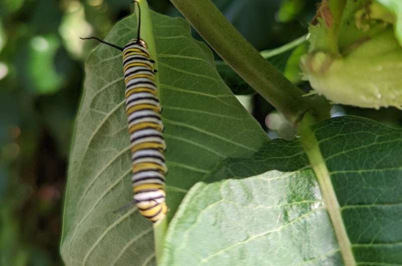 Las mariposas monarca necesitan ayuda, y un poco de algodoncillo ayuda mucho