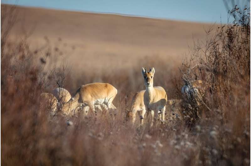 Mongolian gazelles are among the species threatened by ever-growing herds grazing in their traditional habitats