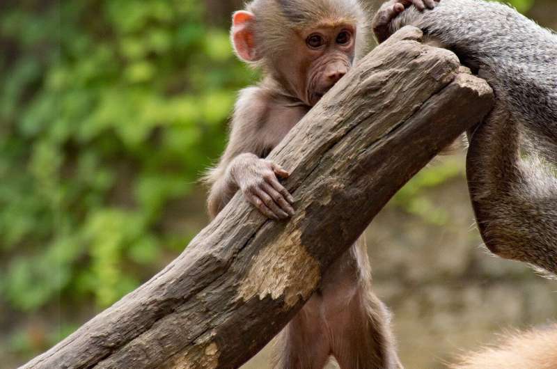 monkey tail