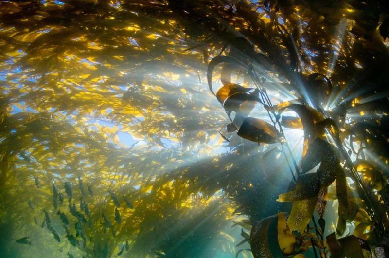 Monterey Bay Aquarium study reveals how kelp forests persisted through the large 2014-2016 Pacific marine heatwave