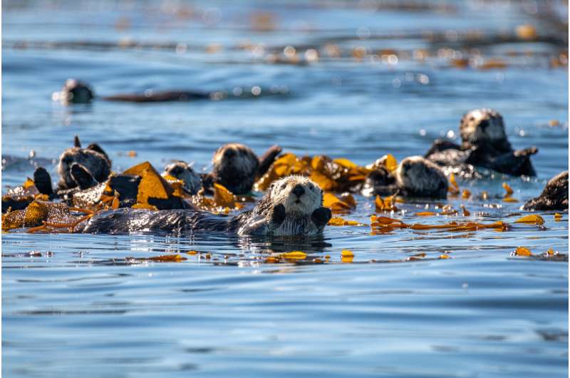 Monterey Bay Aquarium study shows sea otters helped prevent widespread California kelp forest declines over the past century