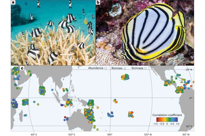 More coral may not equal more fish on our reefs