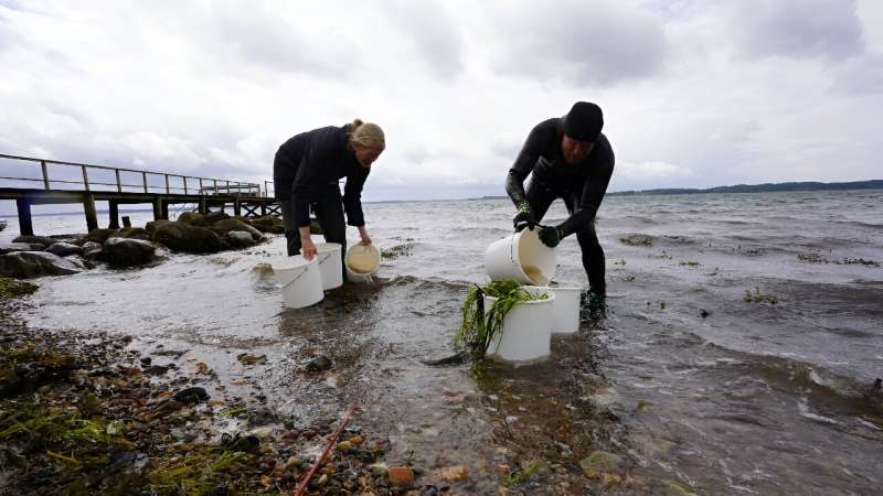 More than 100,000 eelgrass shoots have been planted in the fjord