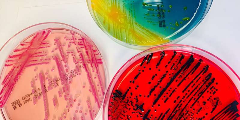 More than 30 new species of bacteria discovered in patient samples