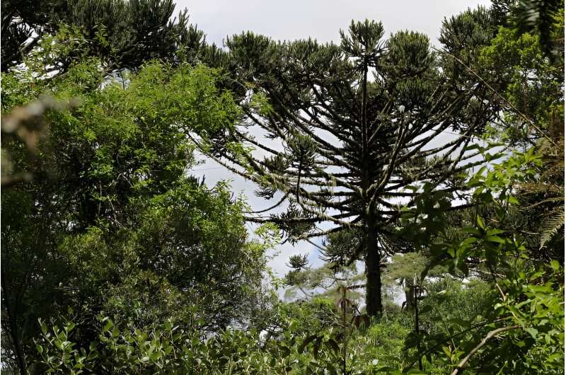 More than 80% of tree species endemic to the Atlantic Rainforest are threatened with extinction