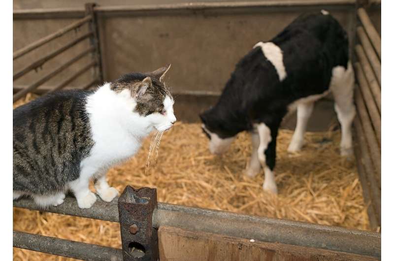 More than half of cats on farm where bird flu infected cows died after drinking milk