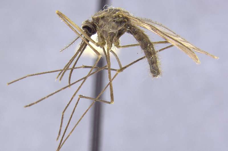 Mosquito detectives track malaria's history
