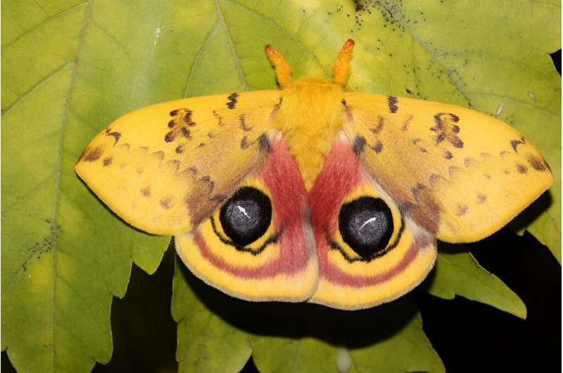 Moths big and small are vanishing from southern U.S. cities