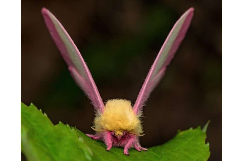 Moths could use the disco gene to regulate day-night rhythm