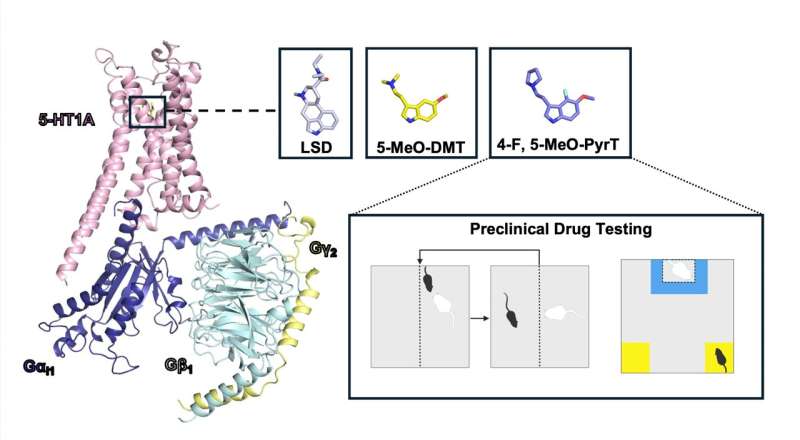 Mount Sinai scientists unravel how psychedelic drugs interact with serotonin receptors to potentially produce therapeutic benefits