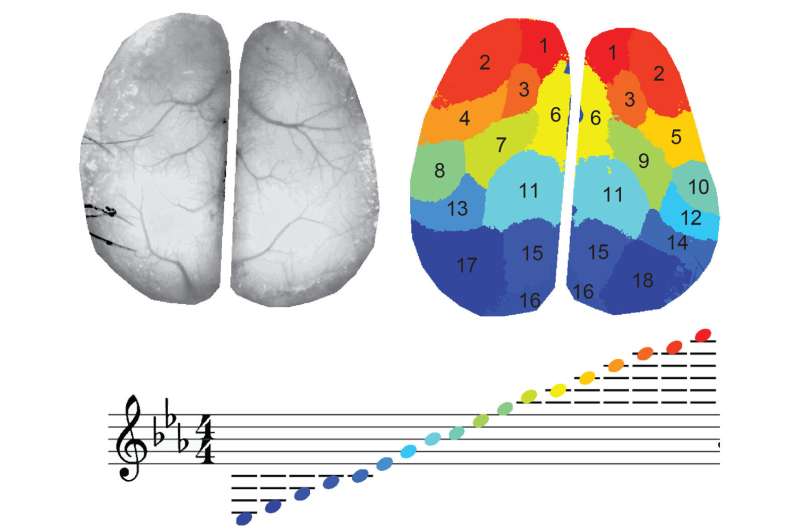 "Movies" with color and music visualize brain activity data in beautiful detail