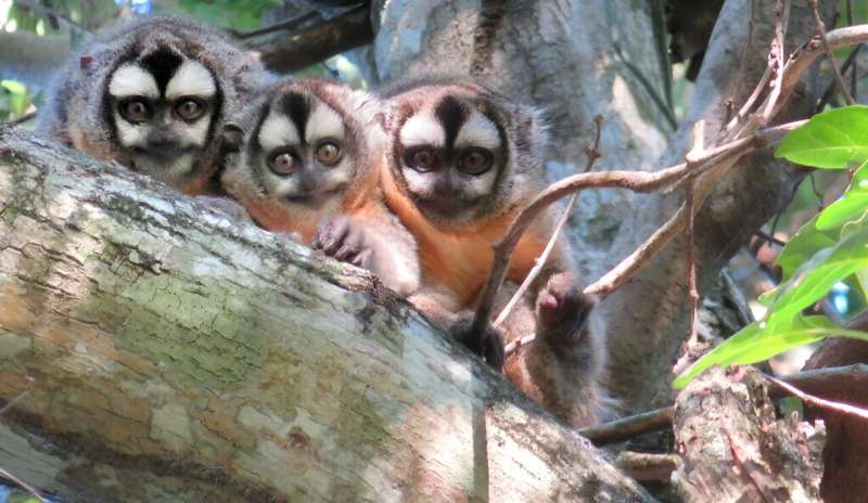 Moving out: Mix of factors prompt owl monkeys to leave their parents