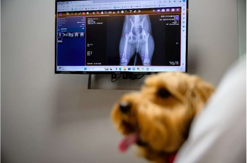 Mozzi, a goldendoodle, sits near X-ray results processed through 'X Caliber', AI-powered software that is helping veterinarians make quicker diagnoses