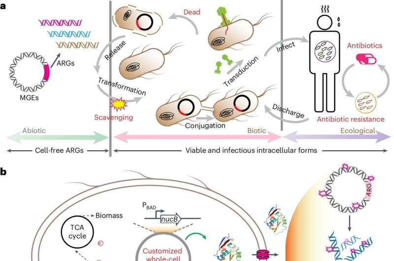 MSU study finds 'DNA scavengers' can stop some antibiotic resistance from spreading