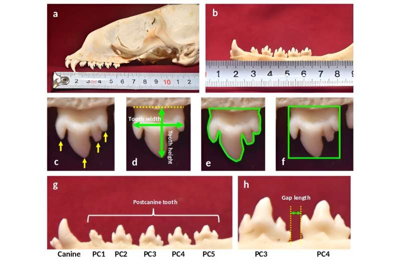 Multi-cusped postcanine teeth are associated with zooplankton feeding in phocid seals.