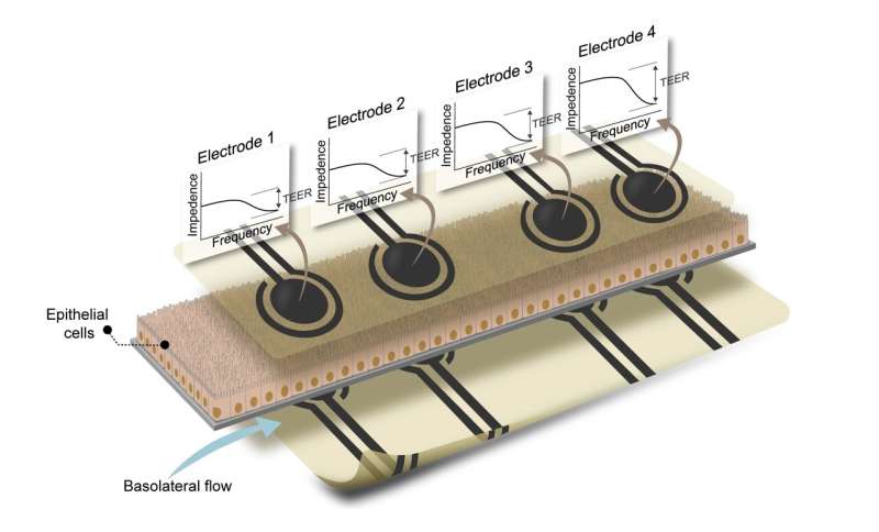 Multi-electrode integration in gut-on-chip systems enhances intestinal barrier monitoring