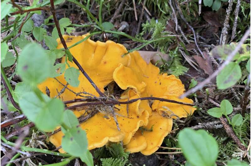 Mushrooms foraged in Sweden could help research Chernobyl fallout